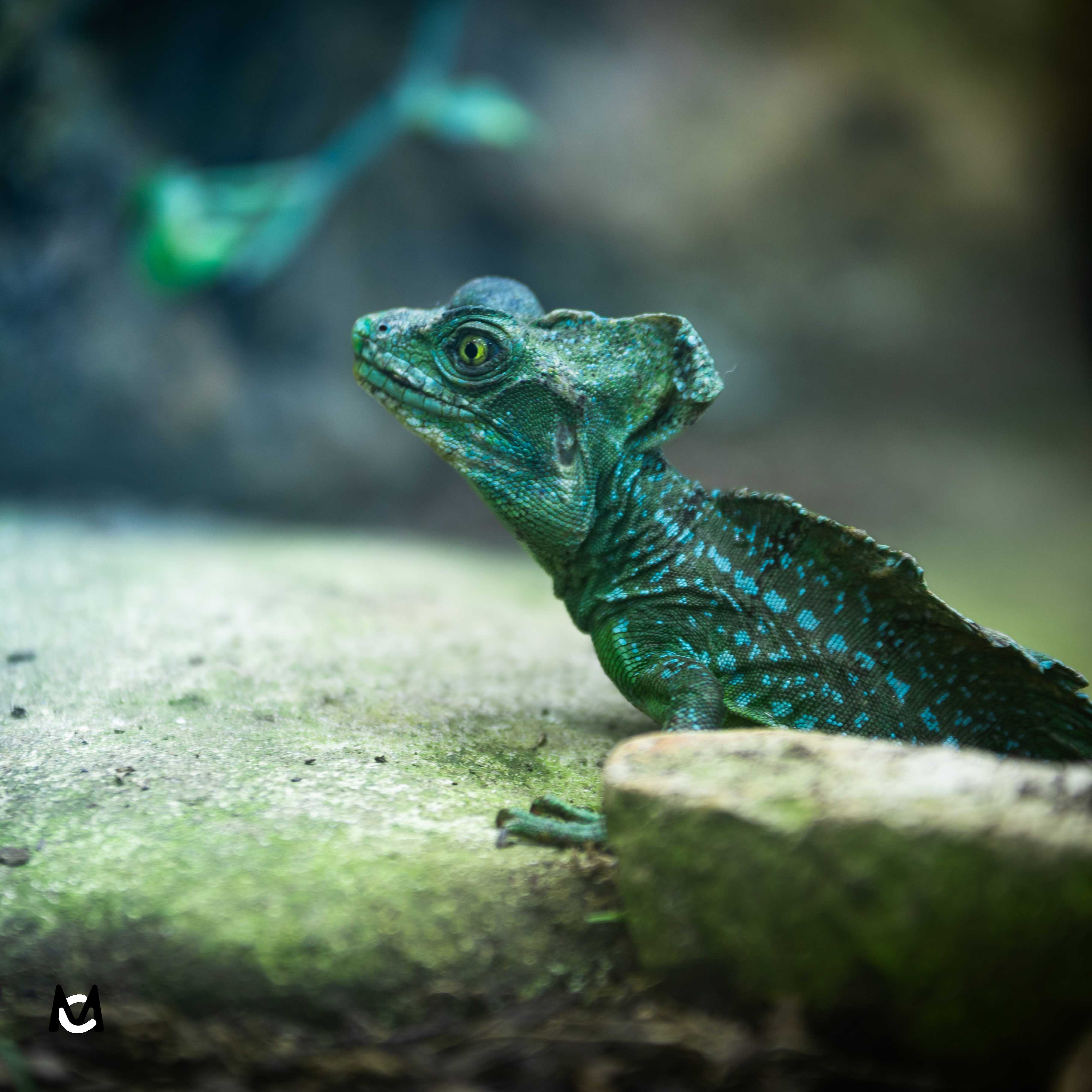 cameleon-photo-animaliere