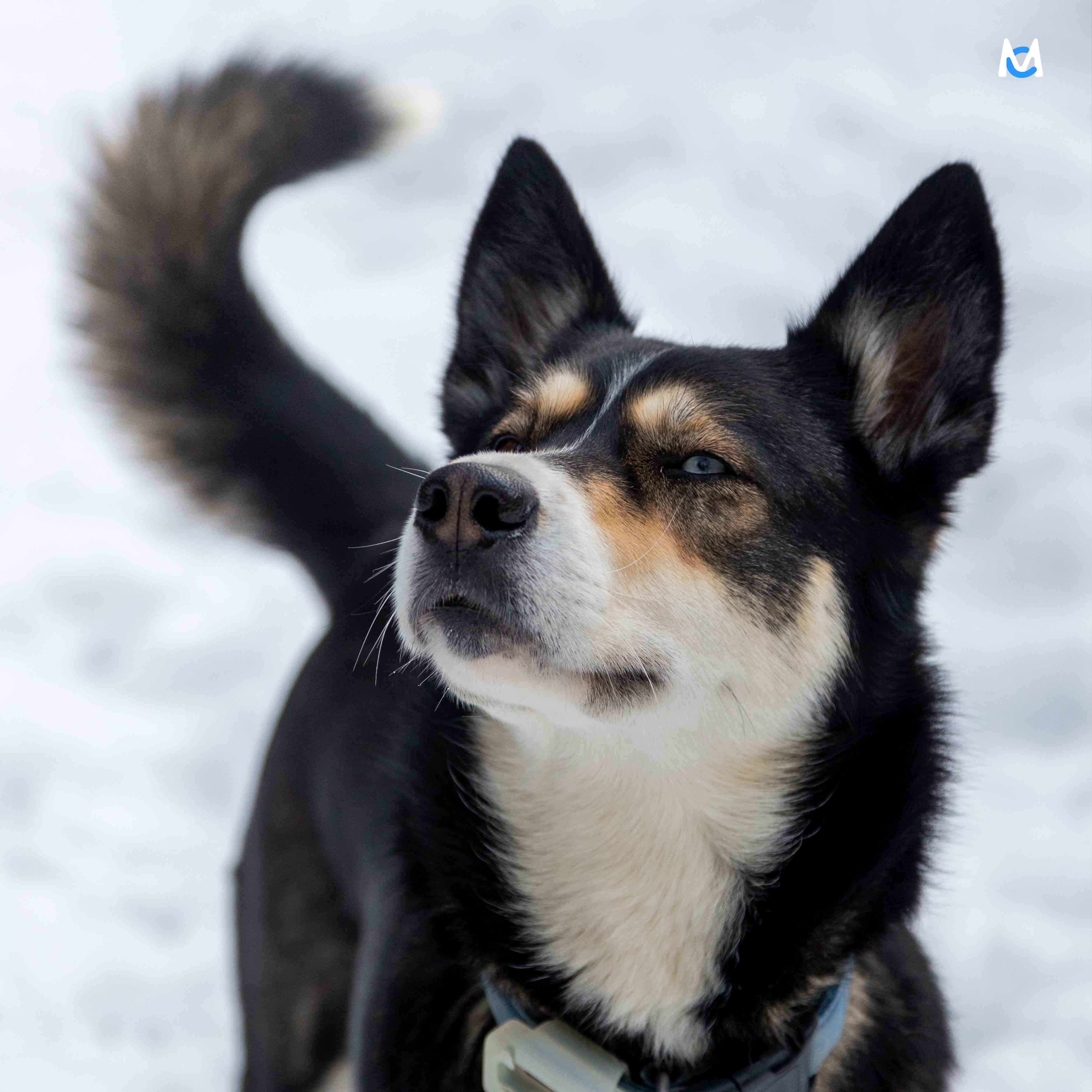 chien-photo-animaliere