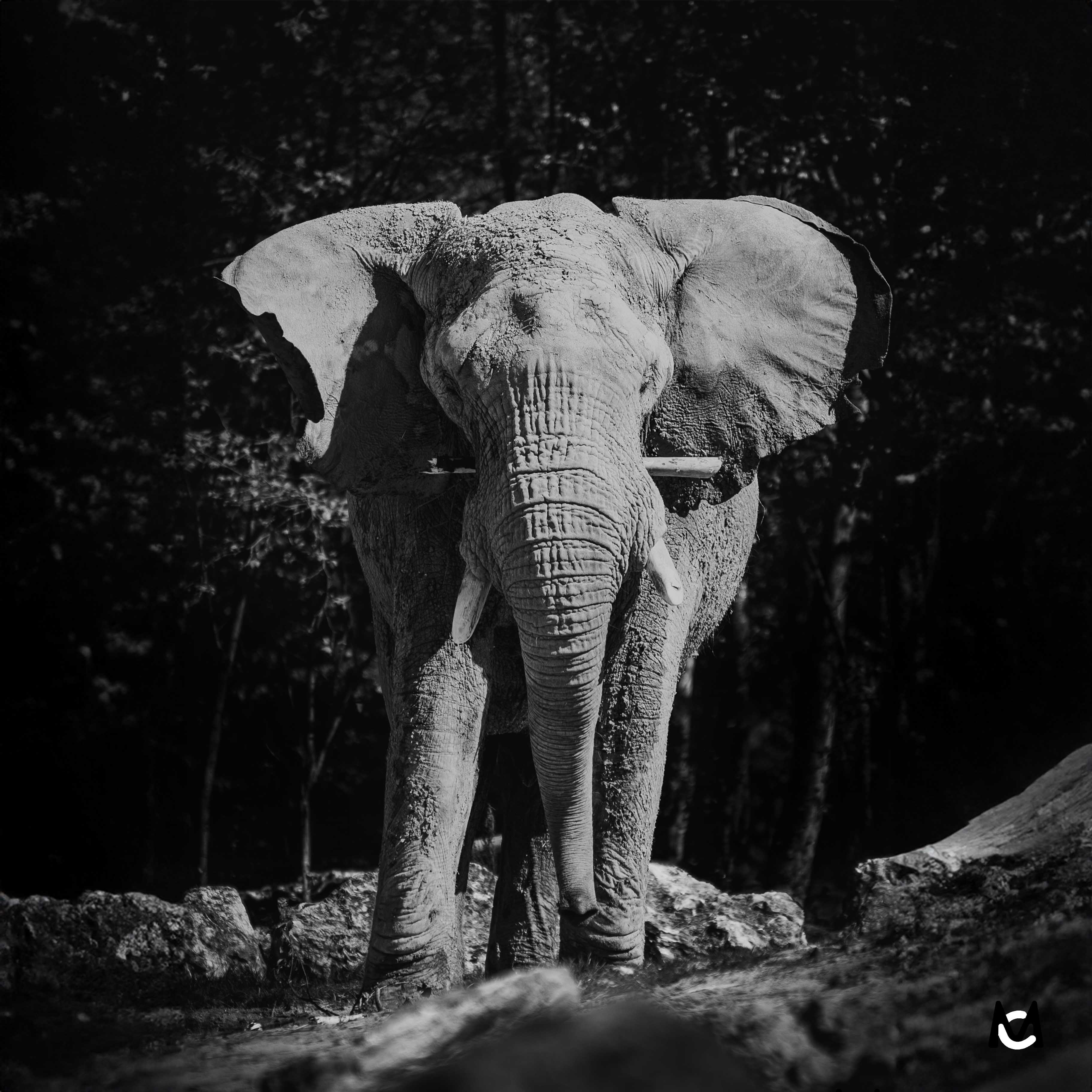 elephant-photo-animaliere