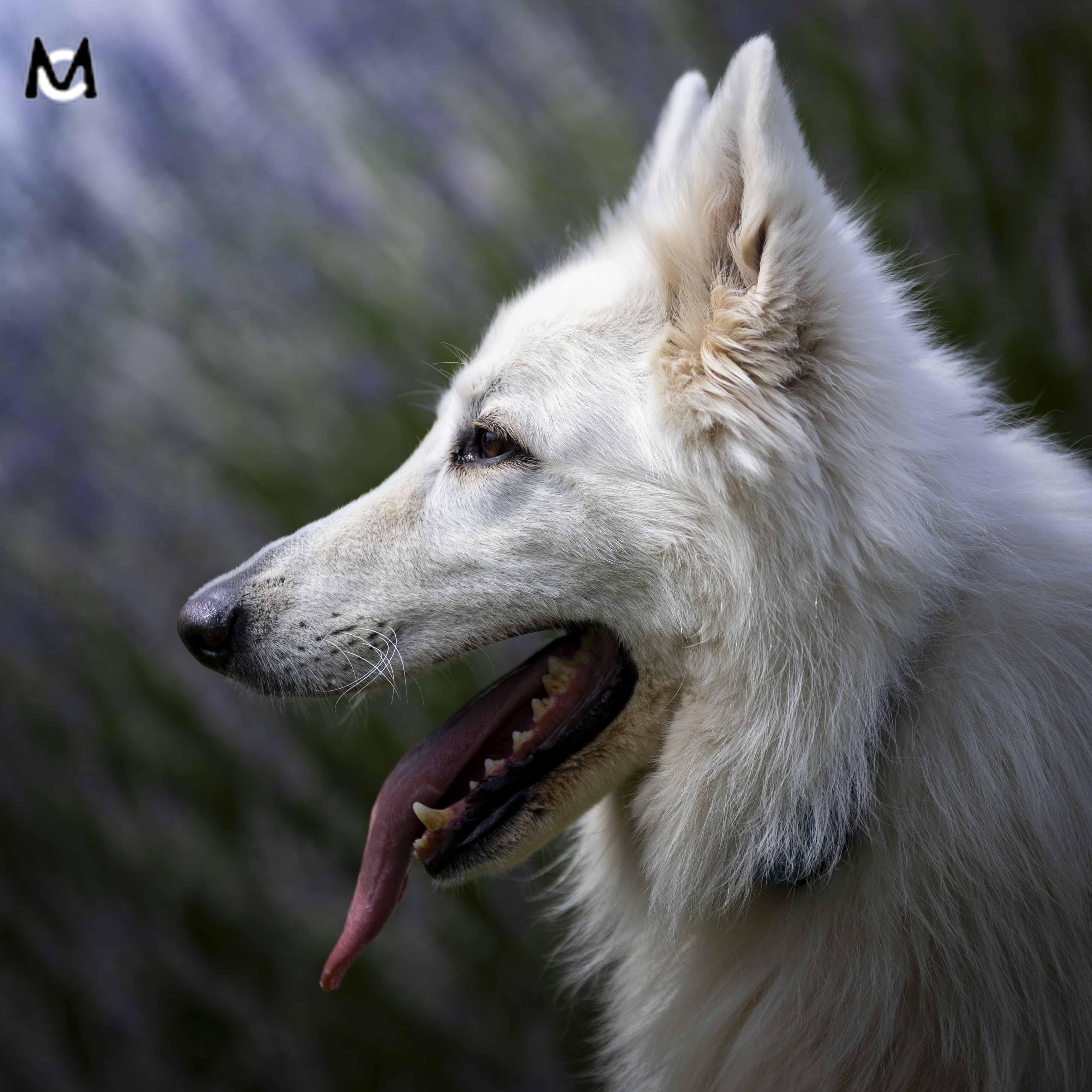 chien-berger-blanc-suisse-photo-animaliere