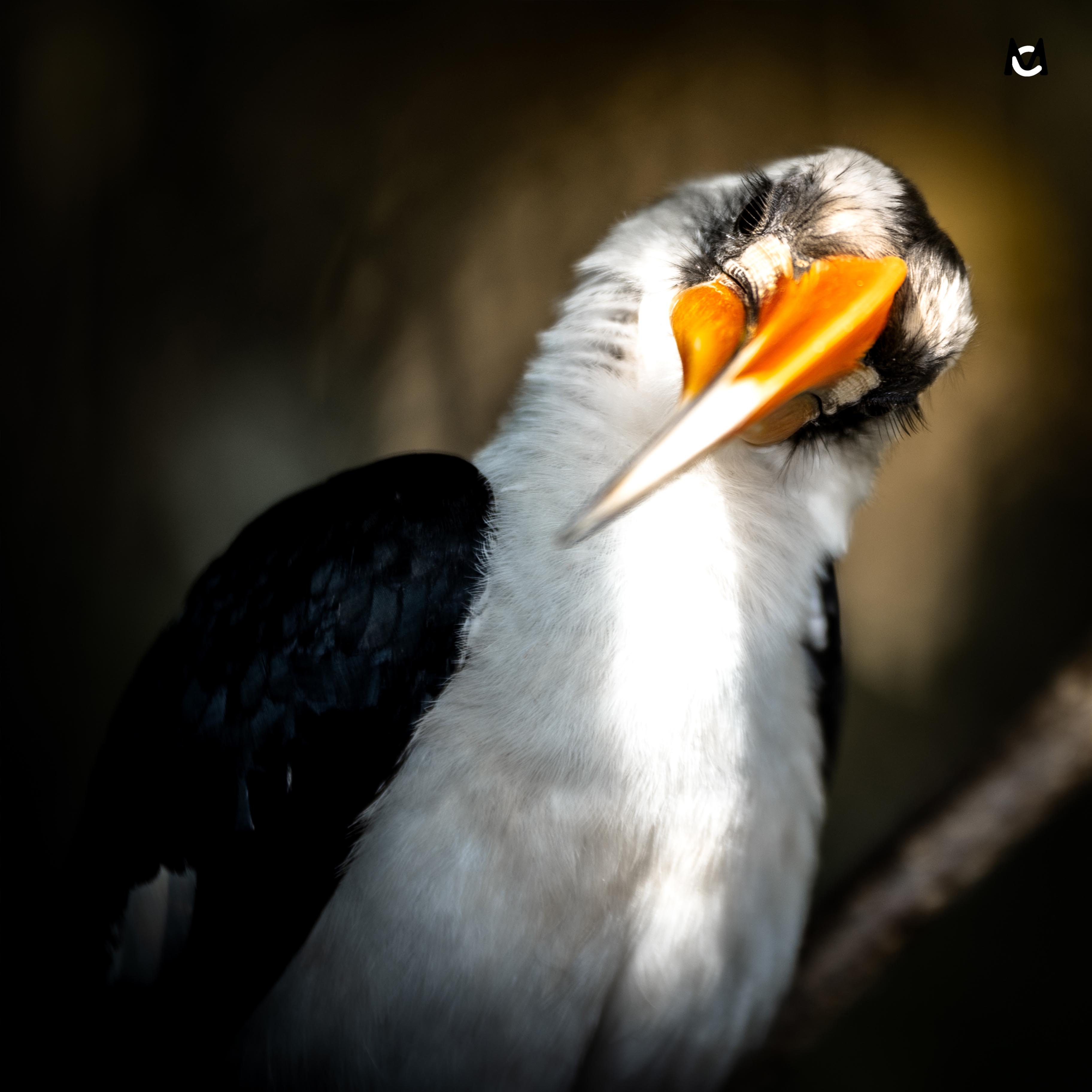 oiseau-photo-animaliere