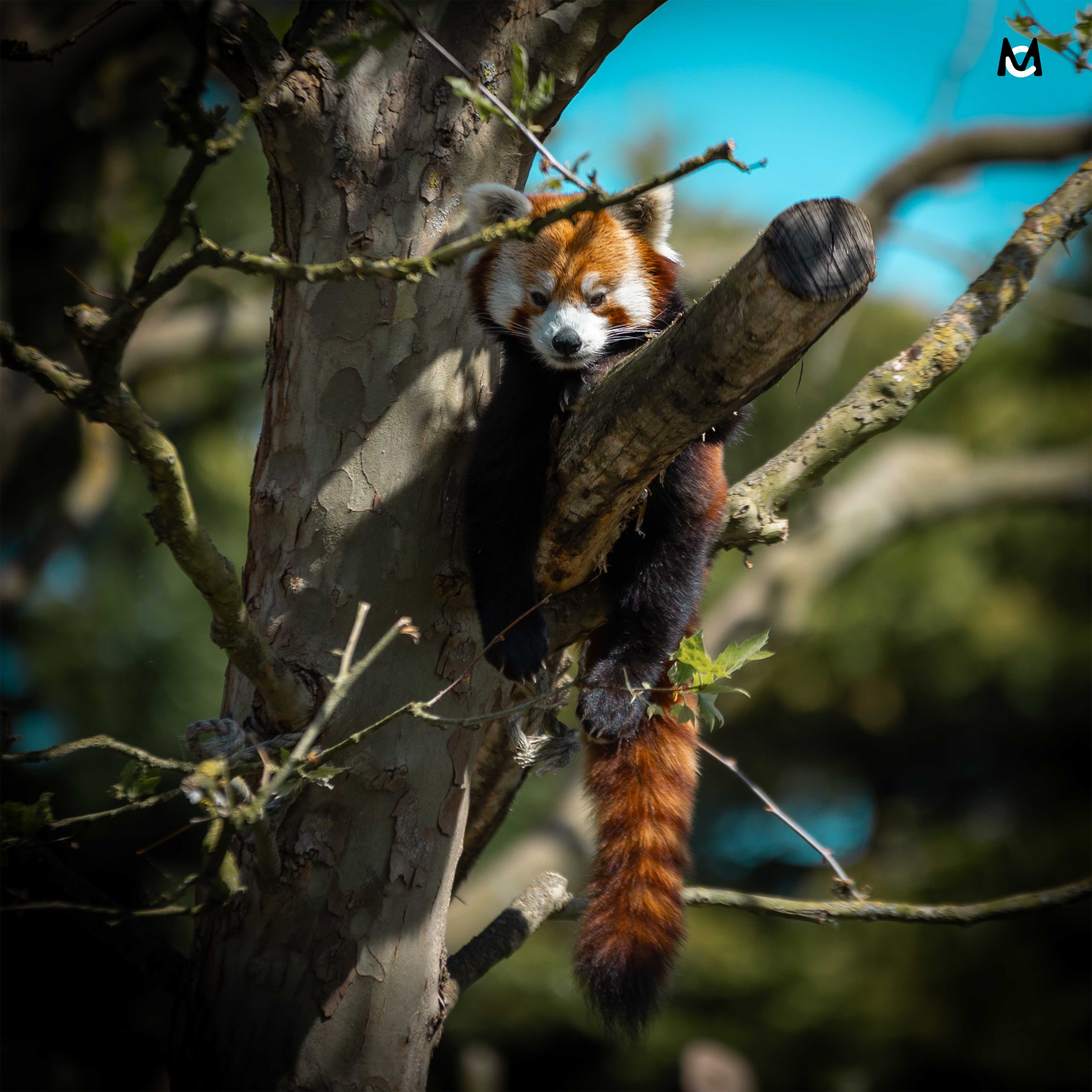 panda-roux-photo-animaliere