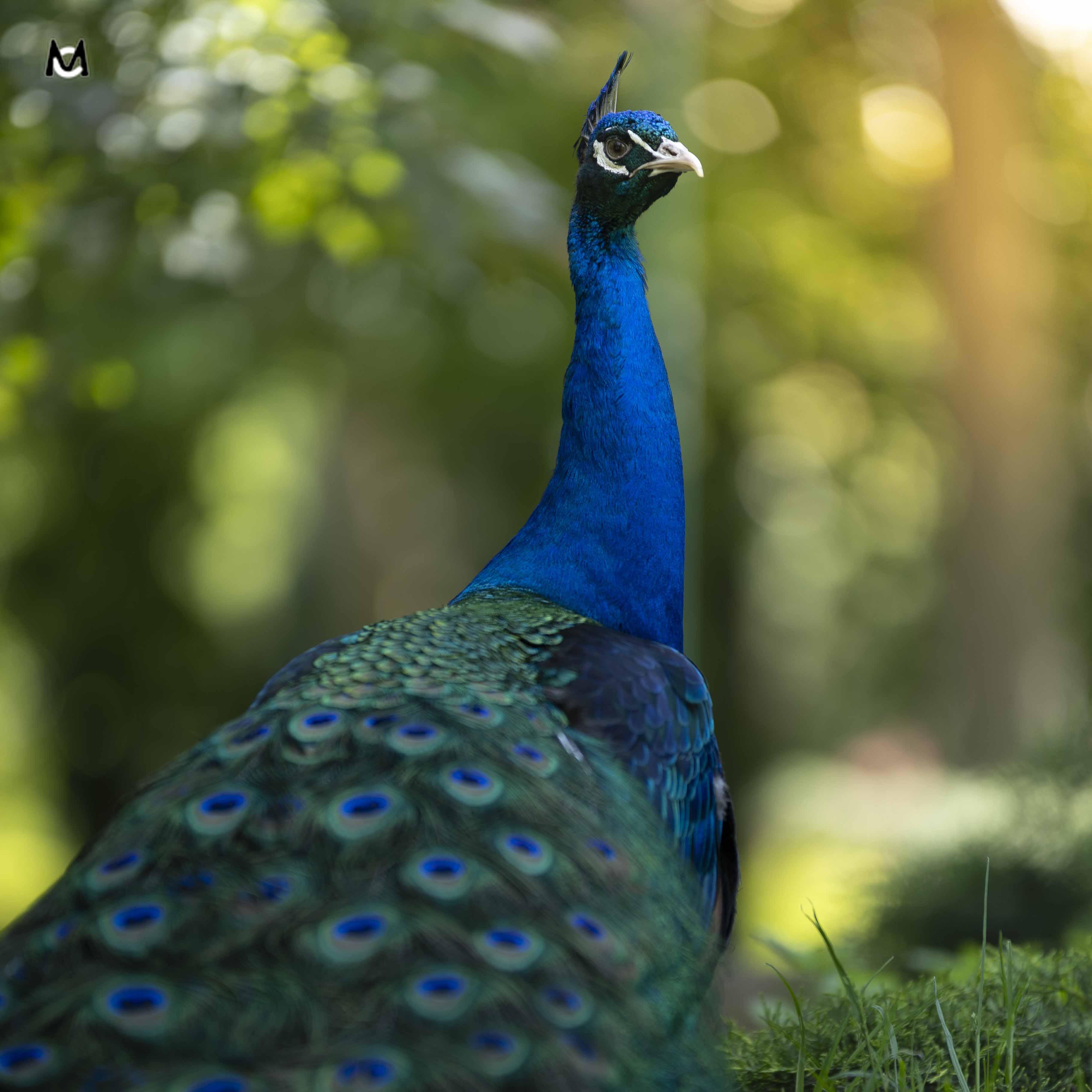 paon-photo-animaliere