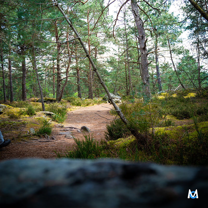 fontainbleau-rando-photo-paysage
