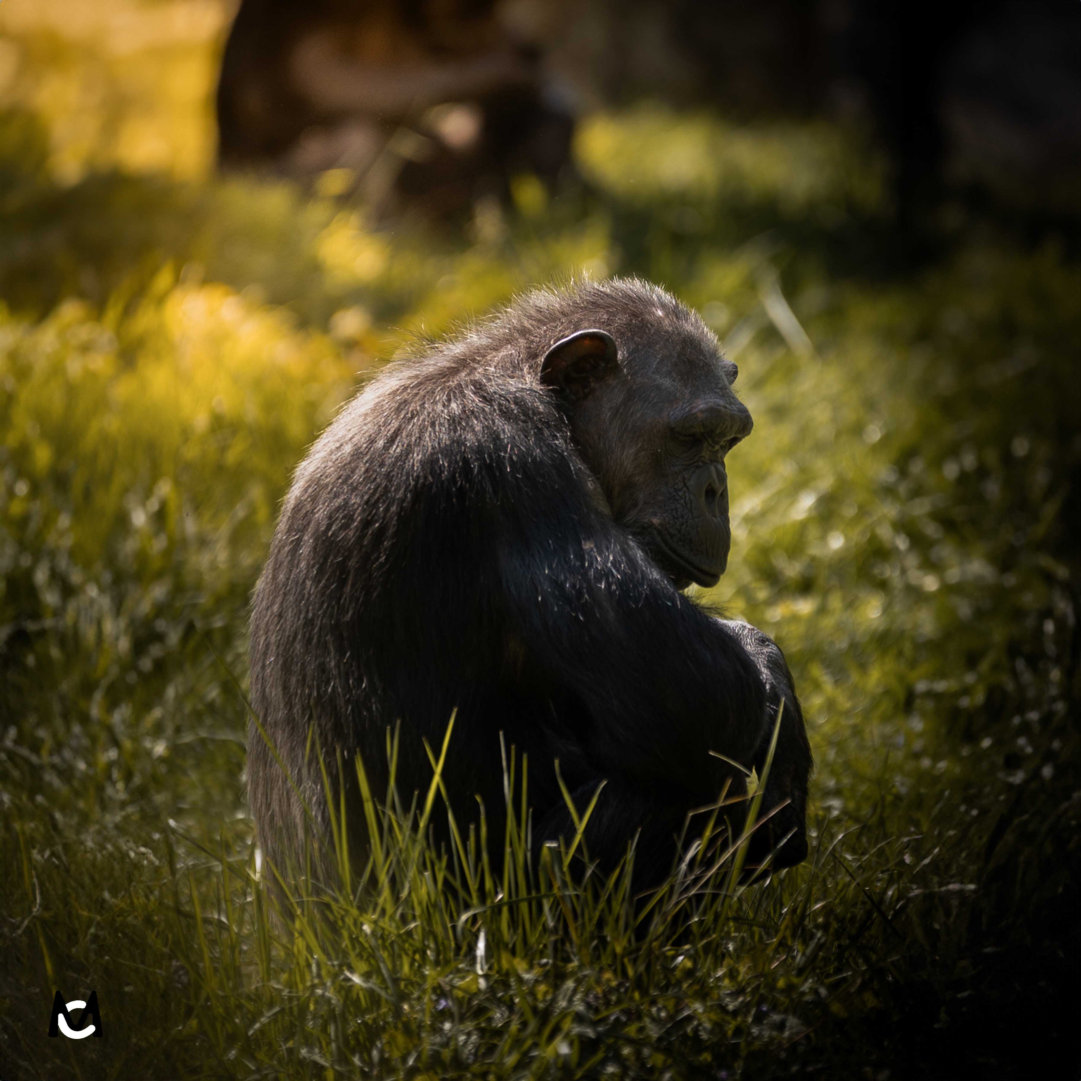 singe-photo-animaliere