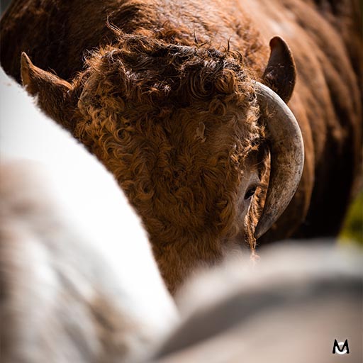 taureau-photo-animaliere