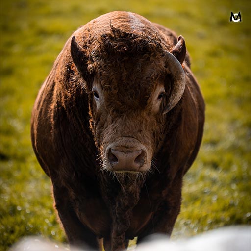 taureau-photo-animaliere