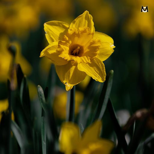 fleur-tulipe-photo-nature