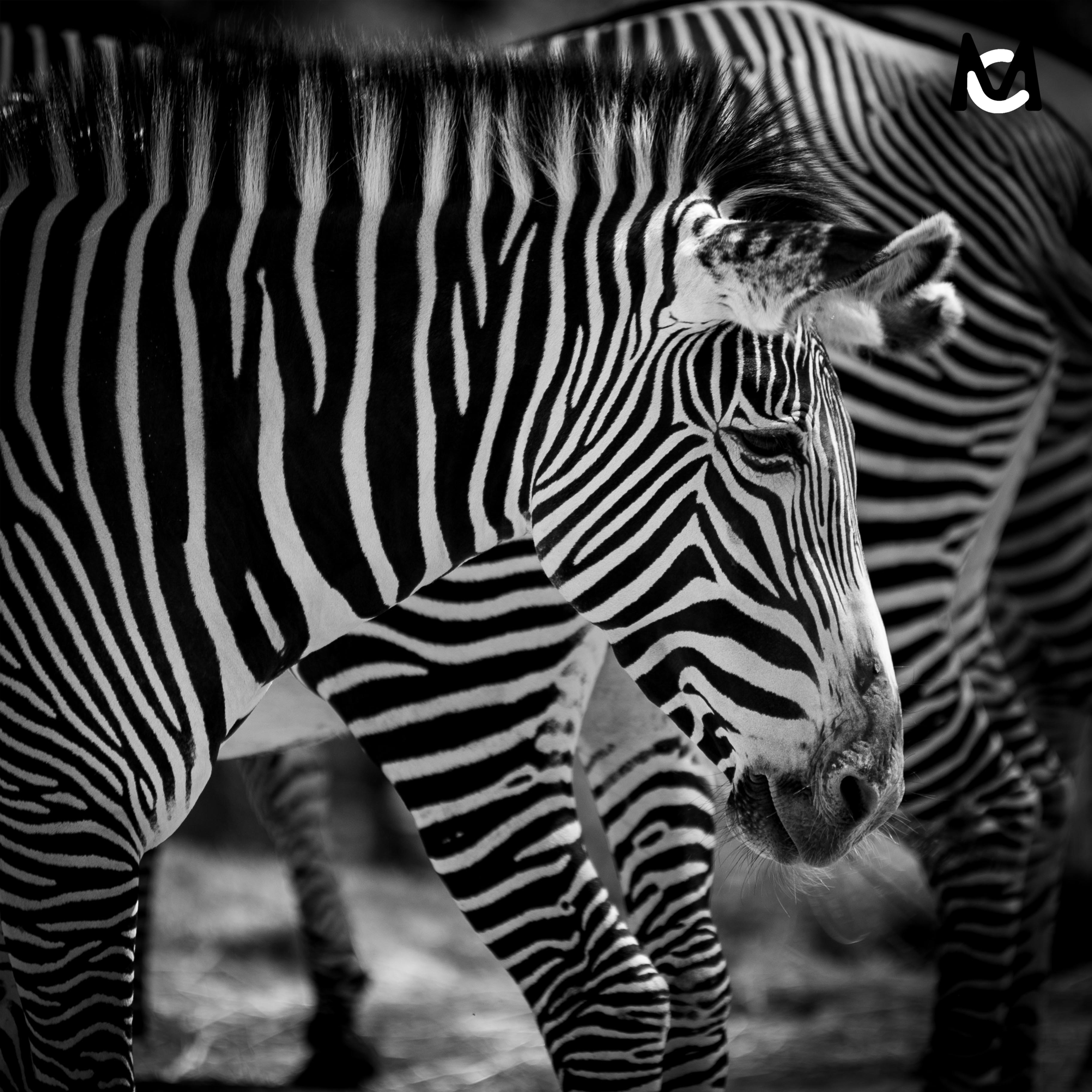 zebre-photo-animaliere